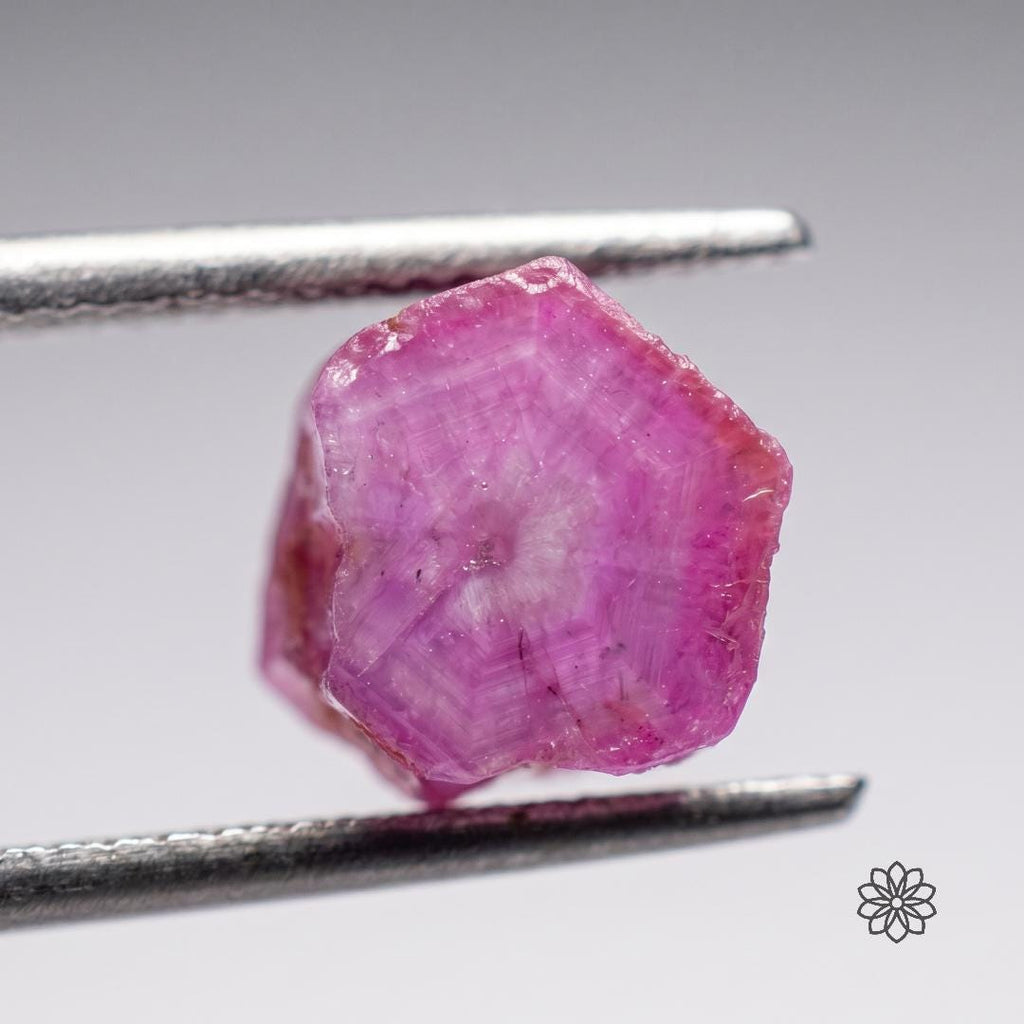 Macro view of a single pink Madagascar ruby or sapphire crystal held in tweezers, showing natural hexagonal crystal form, pink color zoning, internal silk, and surface texture. This close detail helps lapidary artists inspect rough corundum character for cabochon cutting, exploratory faceting, carving, and jewelry material selection.